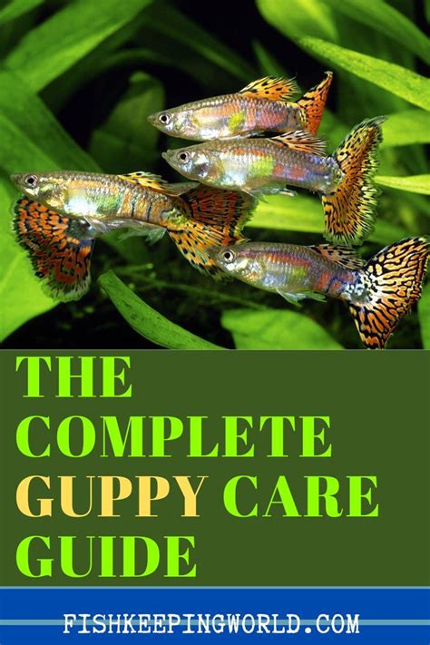 Guppy Fish Care Guide For Aquarists: Everything You Need To .